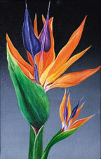 Bird of Paradise