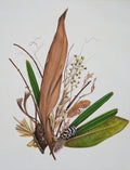 Botanical Fragments — IV
