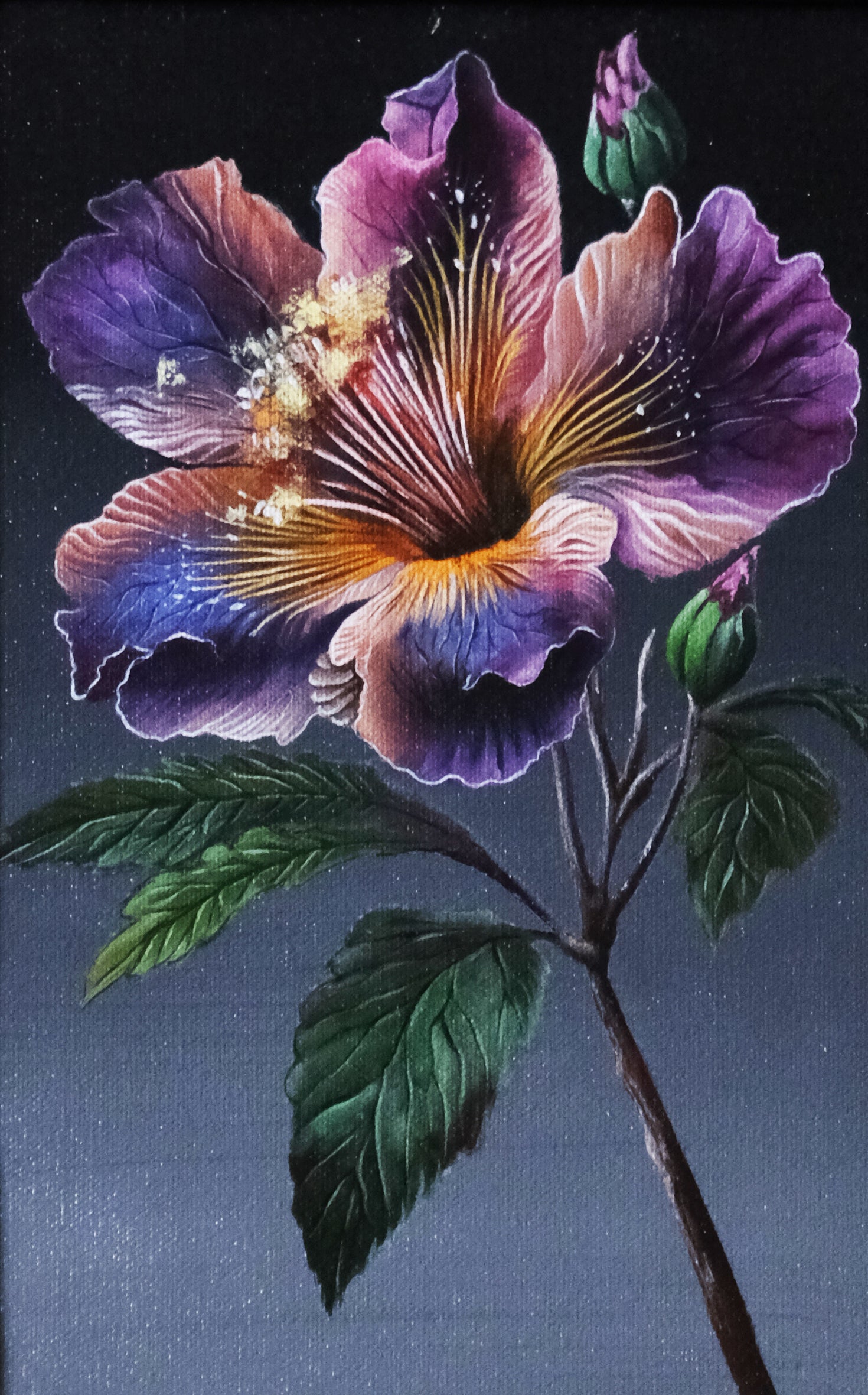 Hibiscus Hybrid