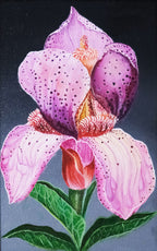 Lady's Slipper Orchids