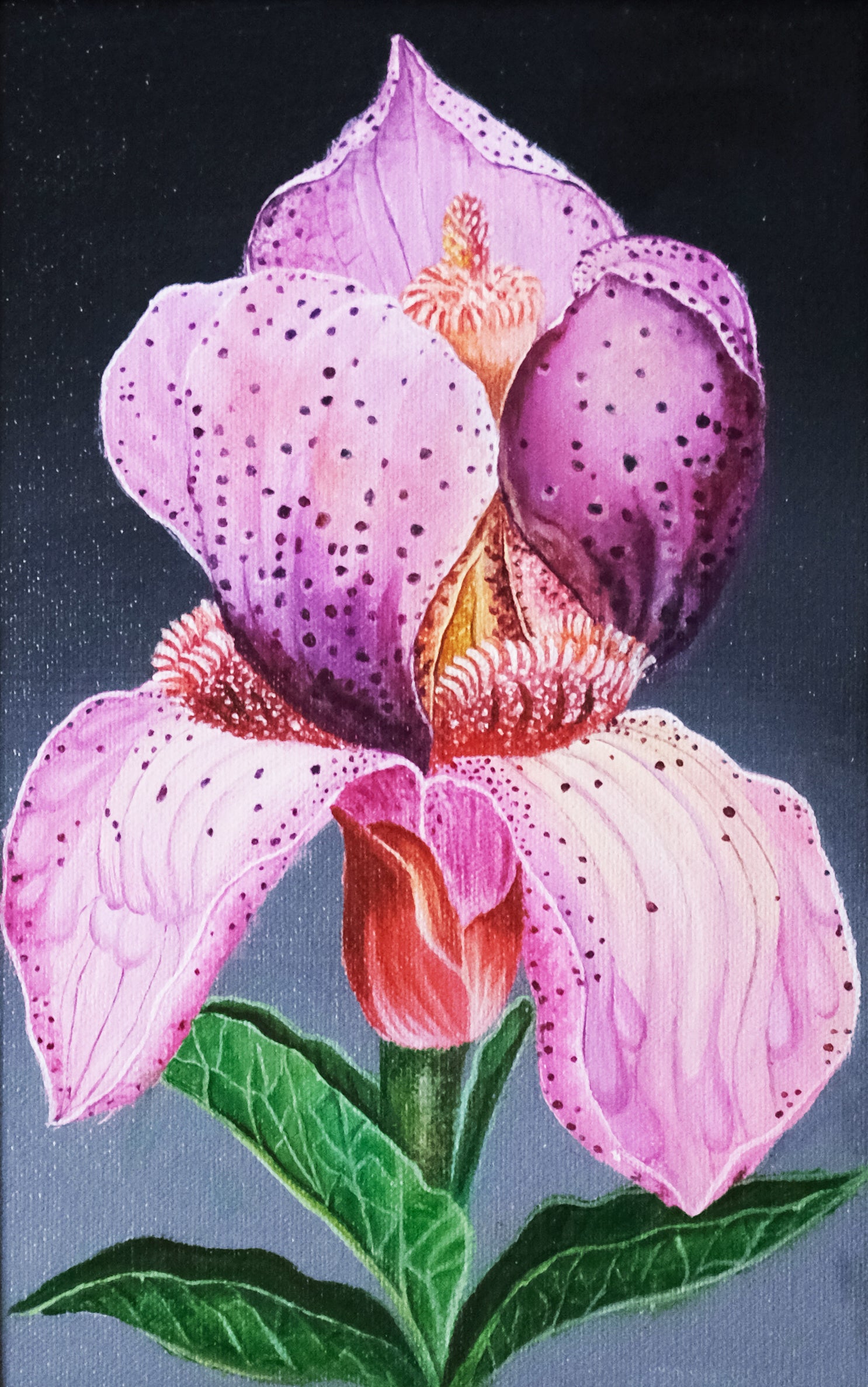 Lady's Slipper Orchids