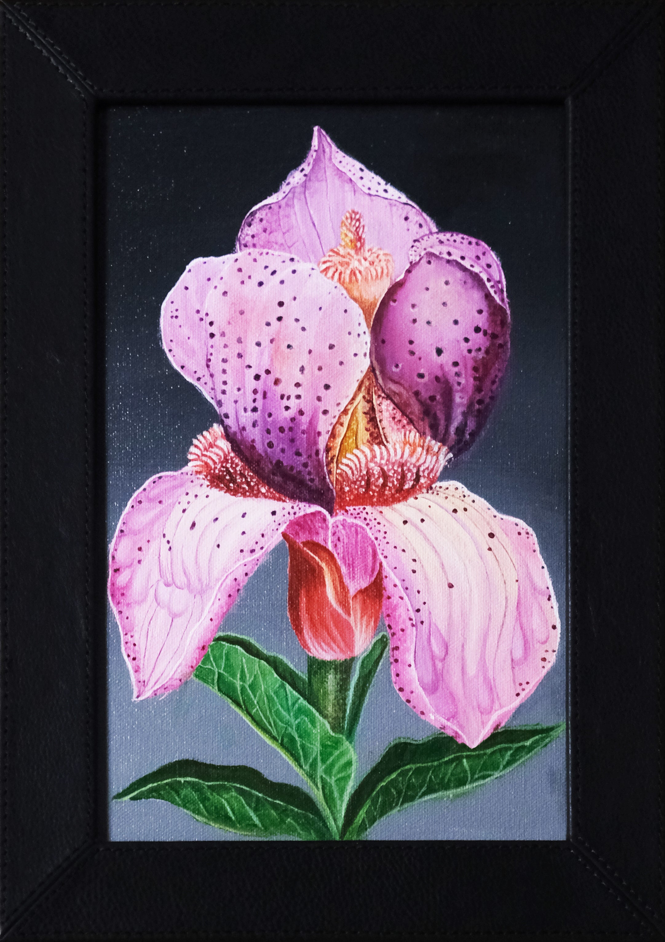 Lady's Slipper Orchids